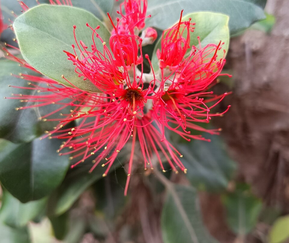 Jardin Botanico del Descubrimiento de Vallehermoso-Vallehermoso必去景点