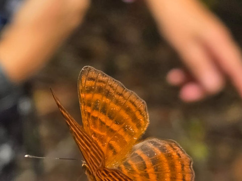 Sumatra orangutan escape-棉兰必去景点