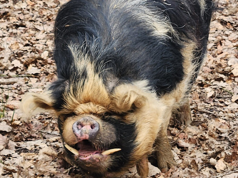 Briery Hill Llamas-Kilcot必去景点