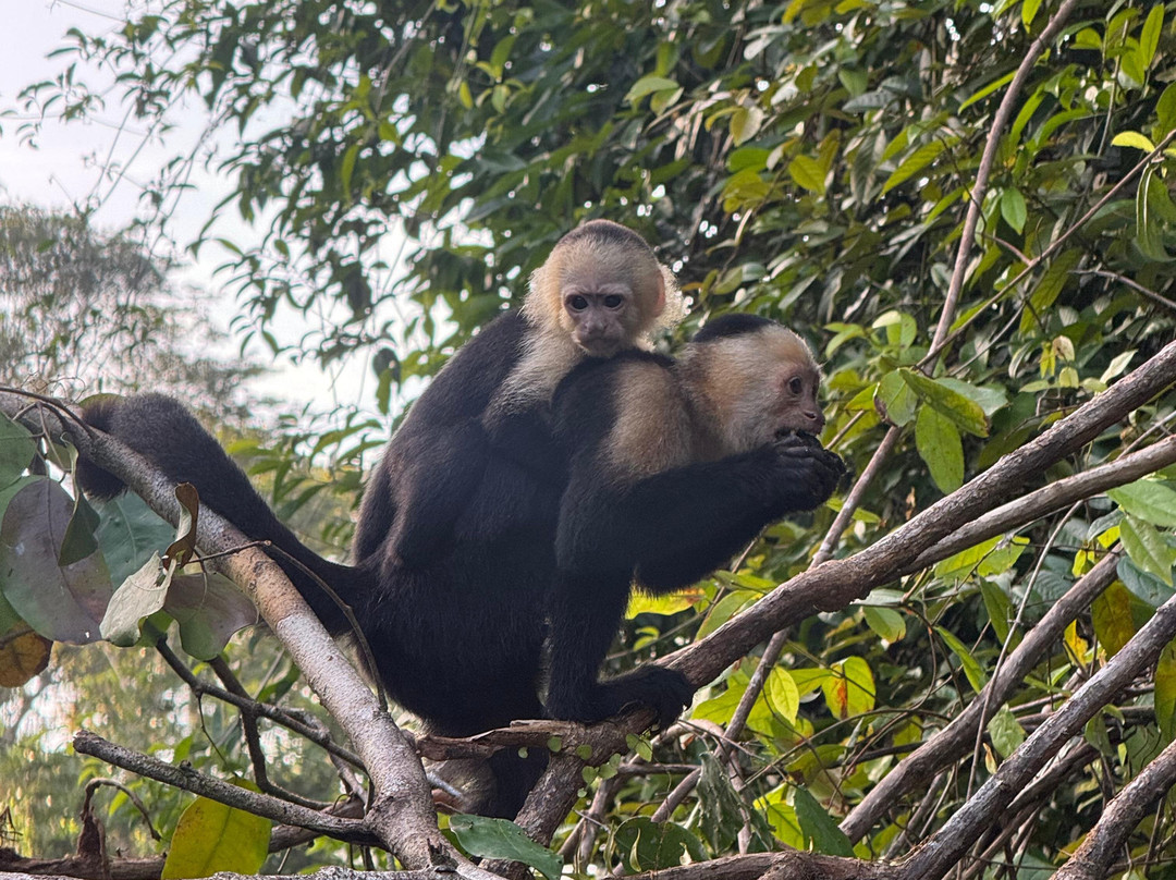Harpy Eagle Tortuguero-托图杰多必去景点