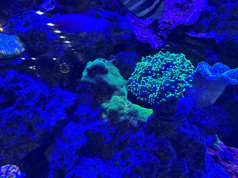 Boca Aquarium-博卡拉顿必去景点