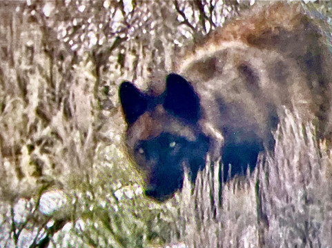 Yellowstone Wild-加德纳必去景点