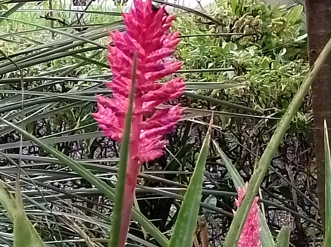 Botanischer Garten-德拉克鲁兹索尔港必去景点