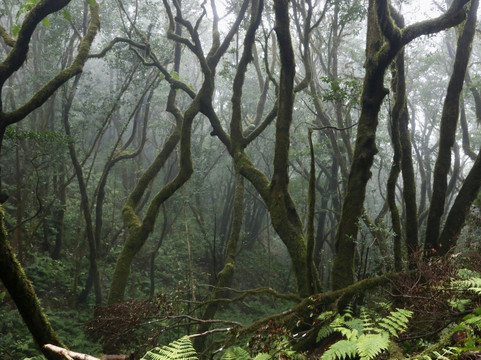Las Montanas de Anaga-特纳里夫必去景点