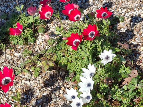 Beth Chatto's Plants & Gardens-科尔切斯特必去景点