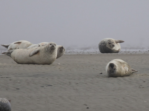 Turfaergen Mandopigen-Mandoe必去景点