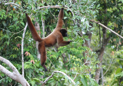 Amazon Discovery-伊基托斯必去景点