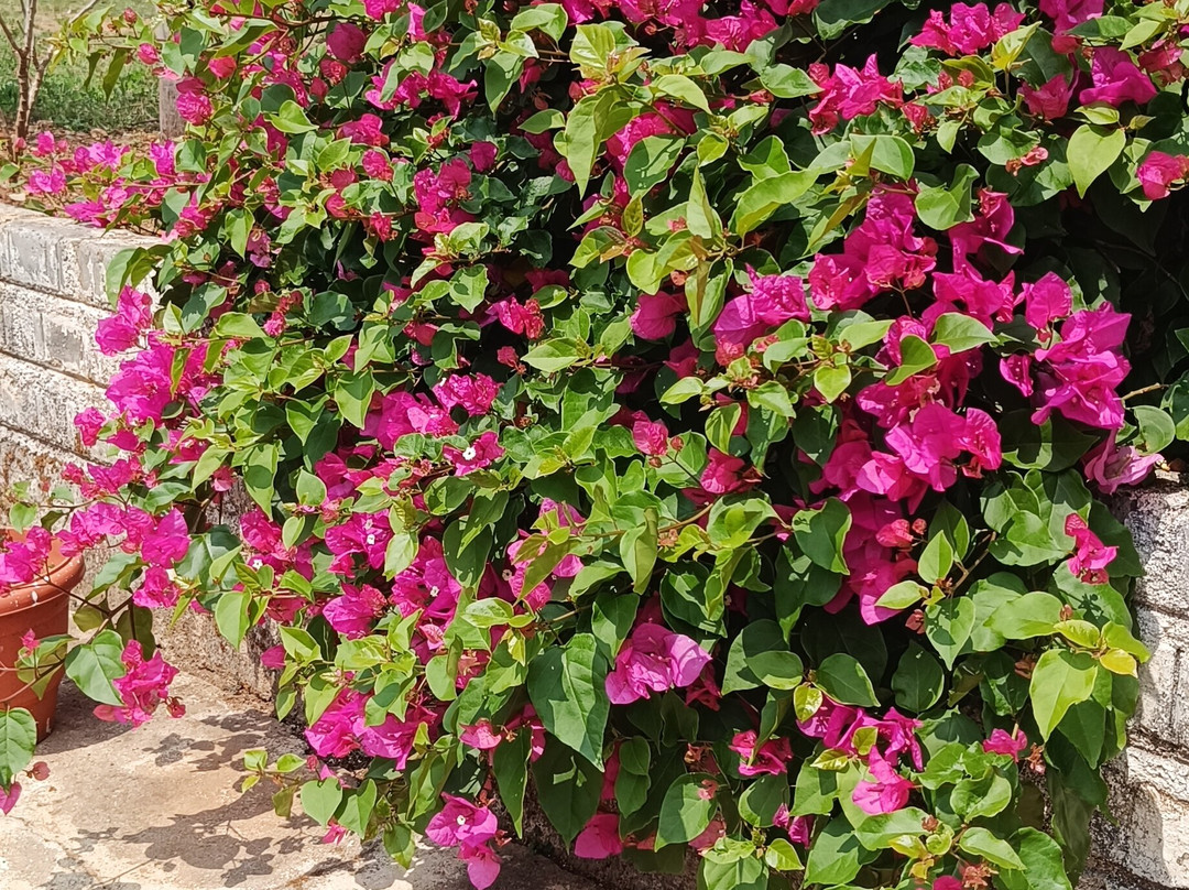 Hotel Aradhana Inn主图