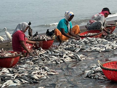 Negombo Fish Market-尼甘布必去景点