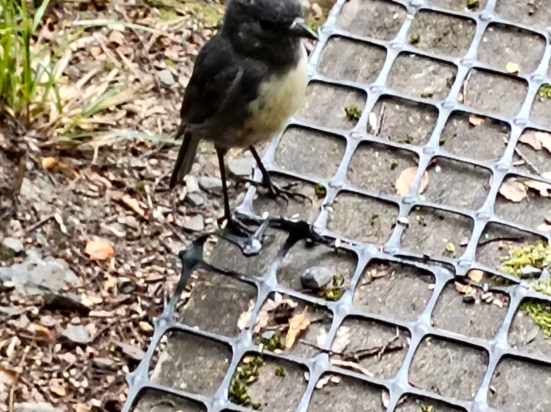 Travers-Sabine Circuit-Saint Arnaud必去景点