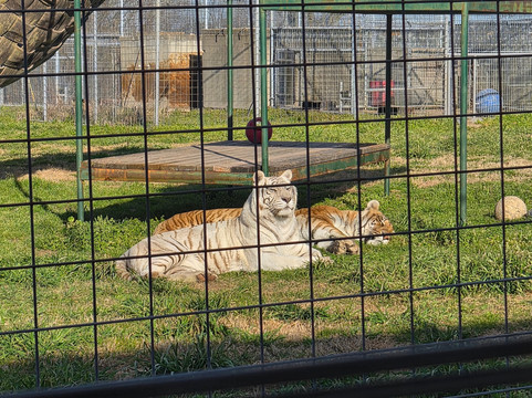 Turpentine Creek Wildlife Refuge-尤里卡斯普林斯必去景点