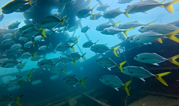 Panama Dive School-博卡斯德尔托罗必去景点