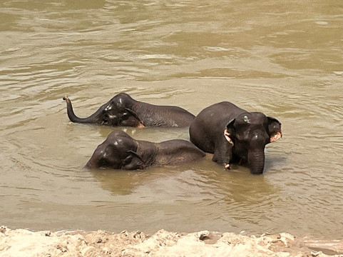 Mekong Elephant Park-北宾必去景点