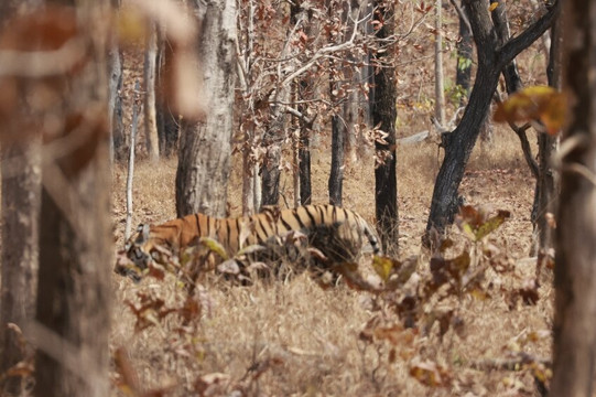 Sterling Padam Pench主图