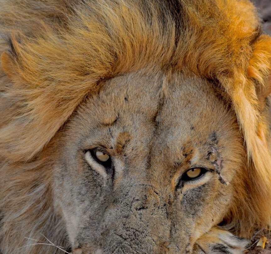 Fothergill Island主图