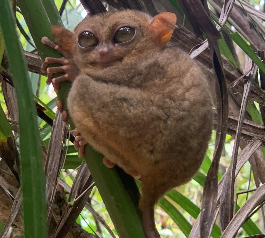 菲律宾眼镜猴及野生动物保护区-Corella必去景点