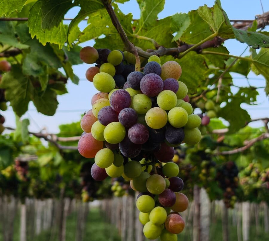 MSR Grapes Garden-Cumbum必去景点