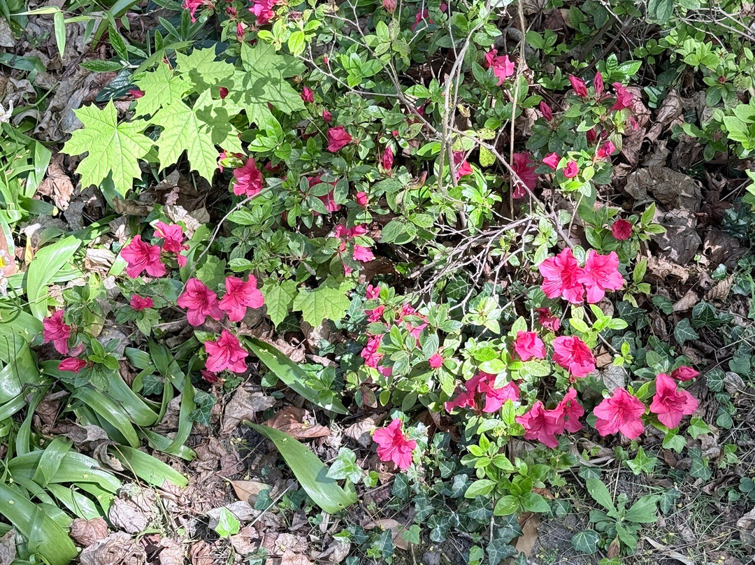 Parc De L'amitié-吕埃—玛尔梅松必去景点
