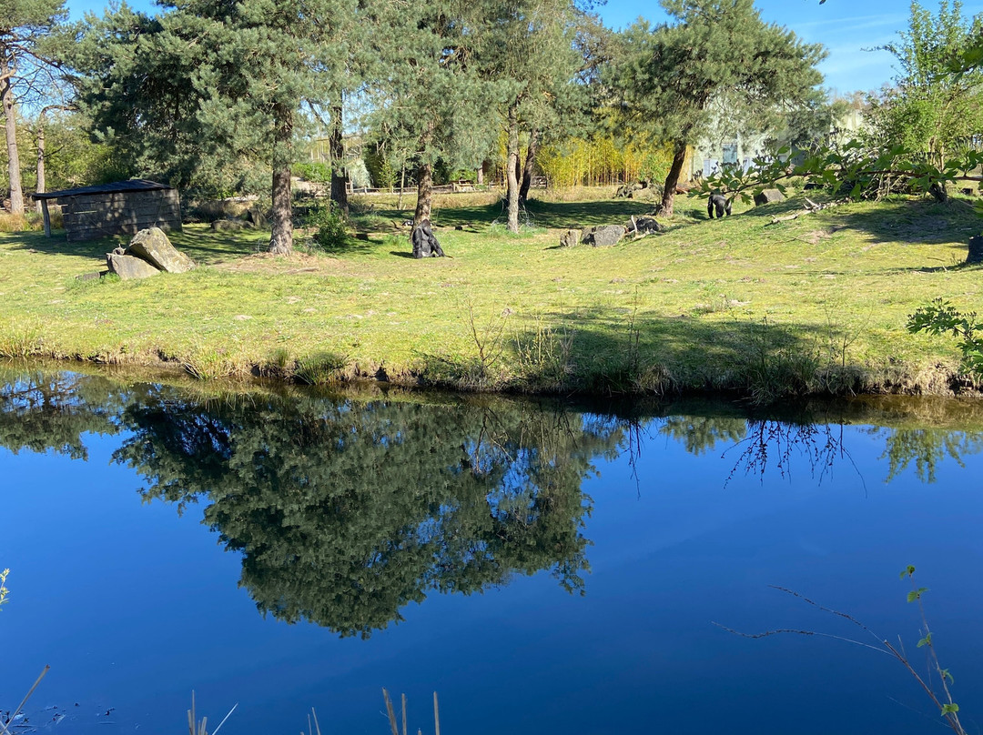 Beekse Bergen Safari Park-希尔法伦贝克必去景点