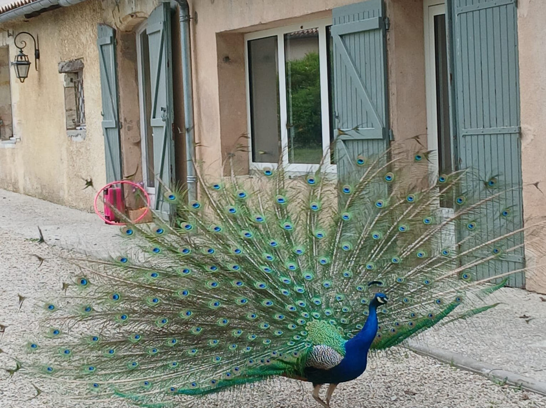 Alice au pays des Paons-阿维桑必去景点