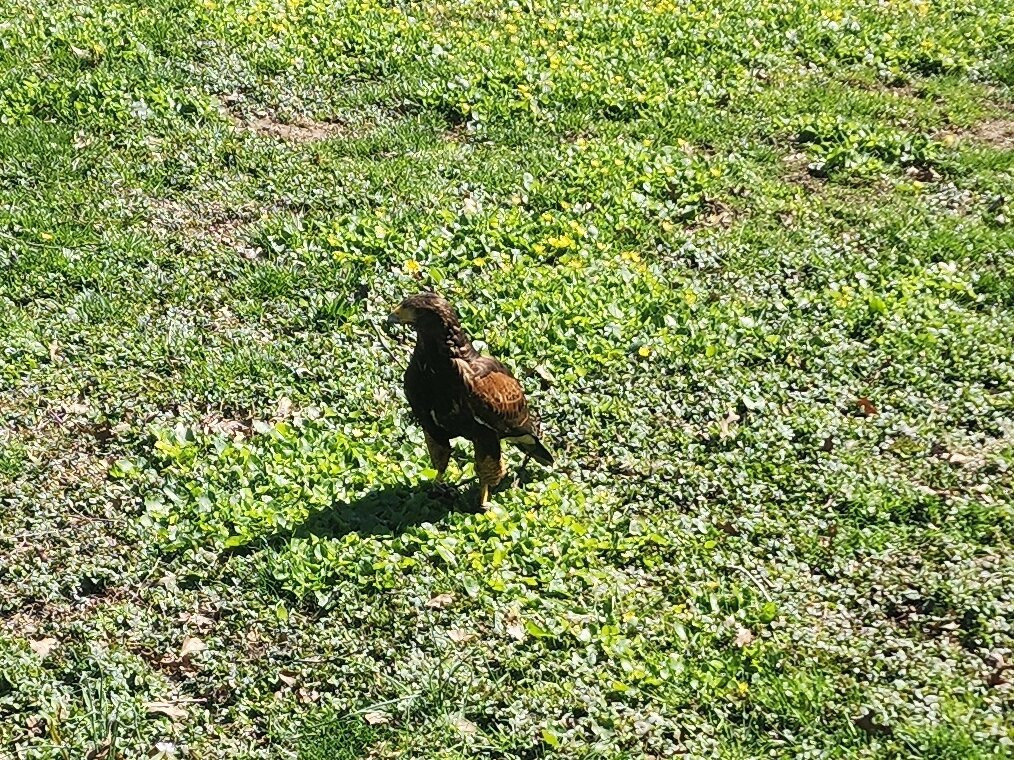 Hawks And Hounds Falconry Experience