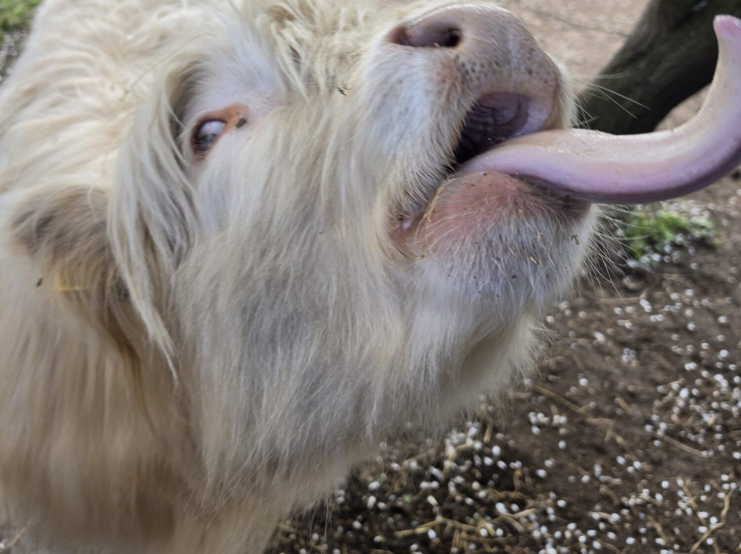 Baylham House Rare Breeds Farm-伊普斯威奇必去景点