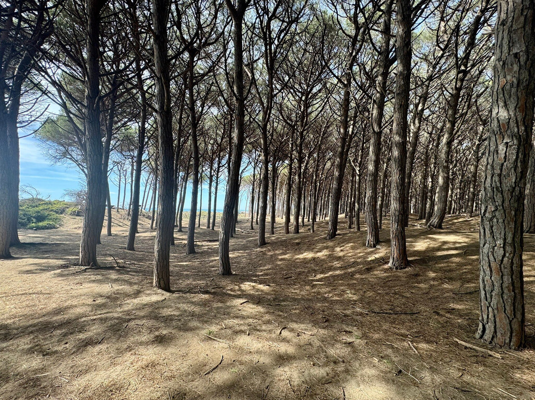Riserva Naturale Tombolo di Cecina-Marina di Cecina必去景点