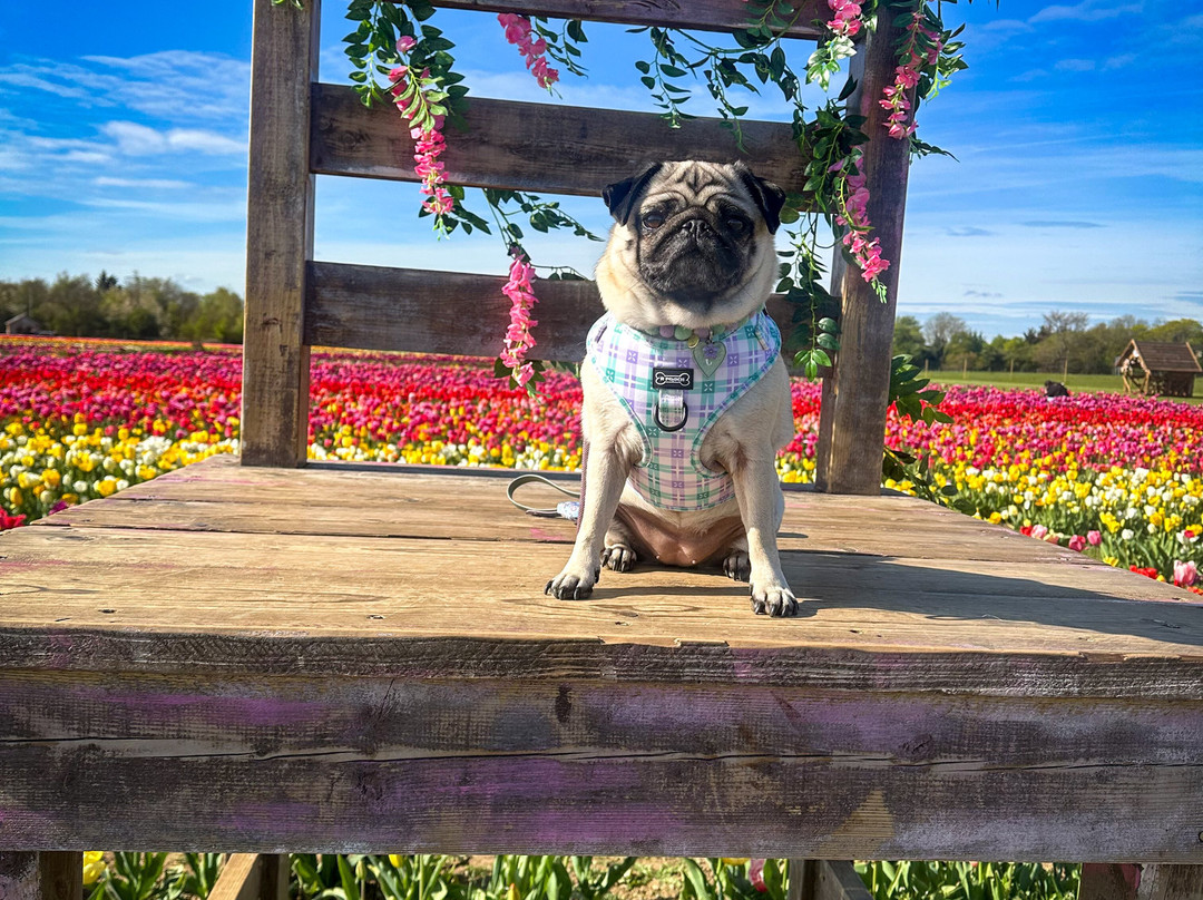 Tulleys Tulip Fields - Hertfordshire-圣奥尔本斯必去景点