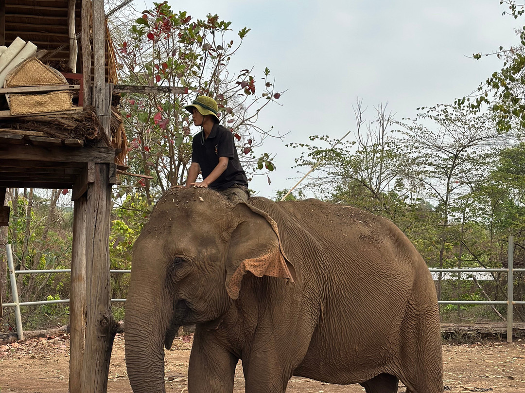 Airavata Elephant Foundation-邦隆必去景点