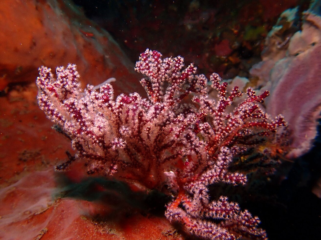 Abyss Dive Center Bali-艾湄湾必去景点