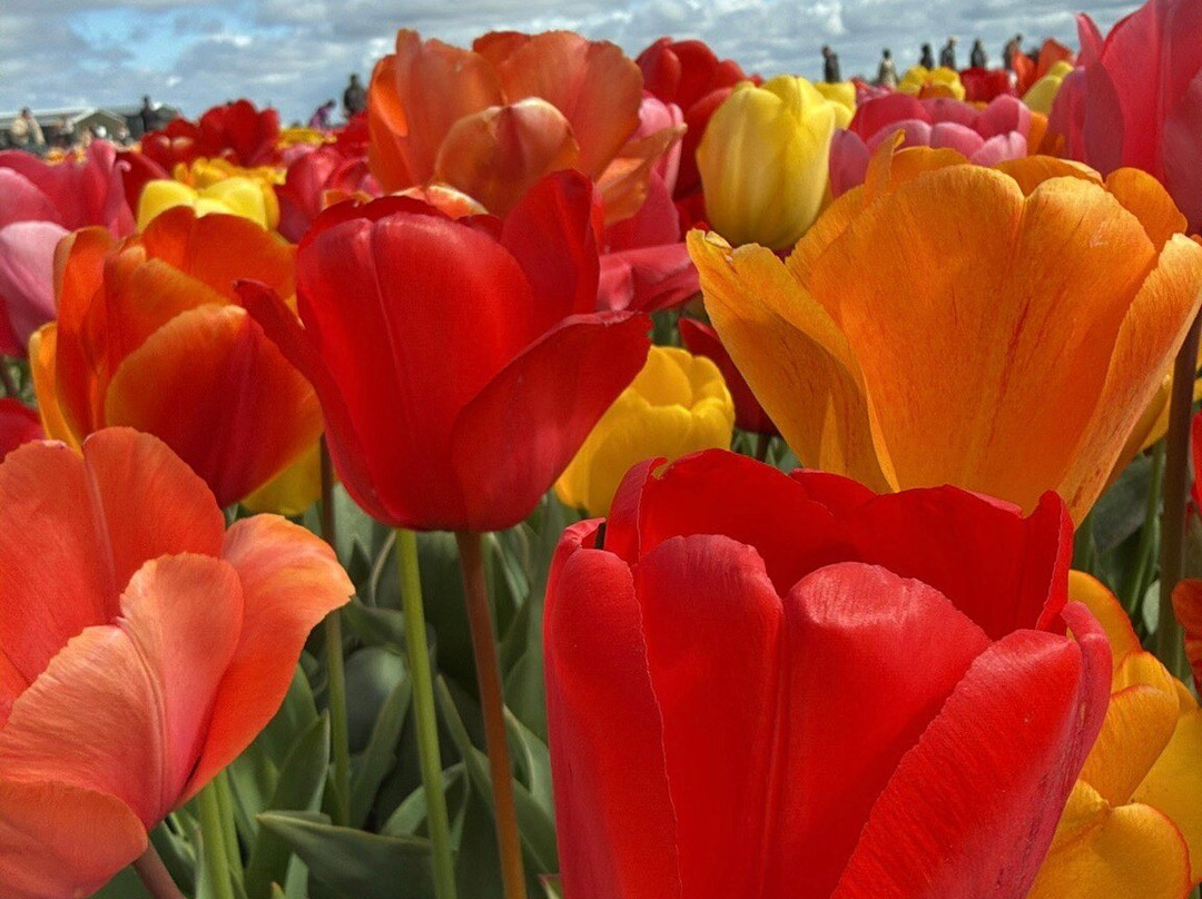 Tulip Experience Amsterdam-诺德韦克豪特必去景点