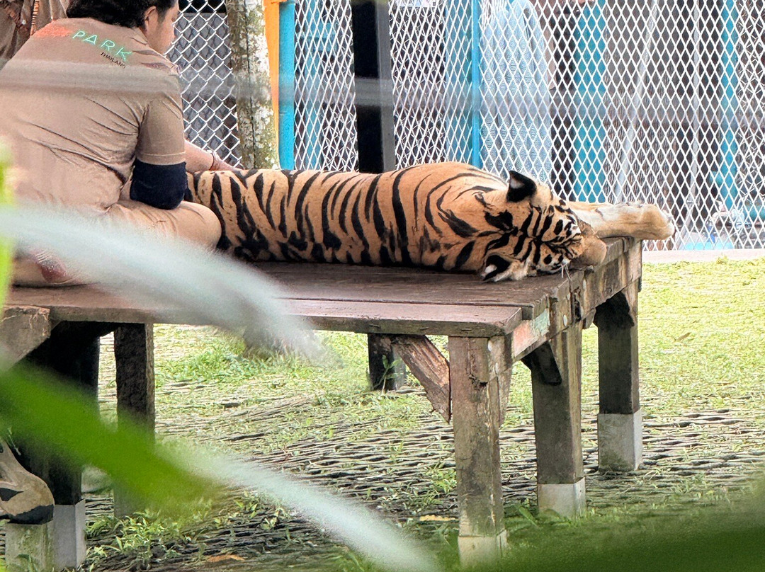 Tiger Kingdom Phuket-卡图必去景点