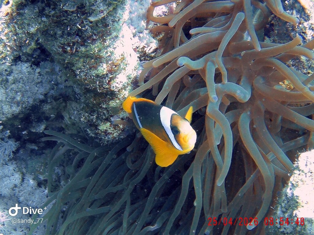 ORCA Dive Club Coral Garden