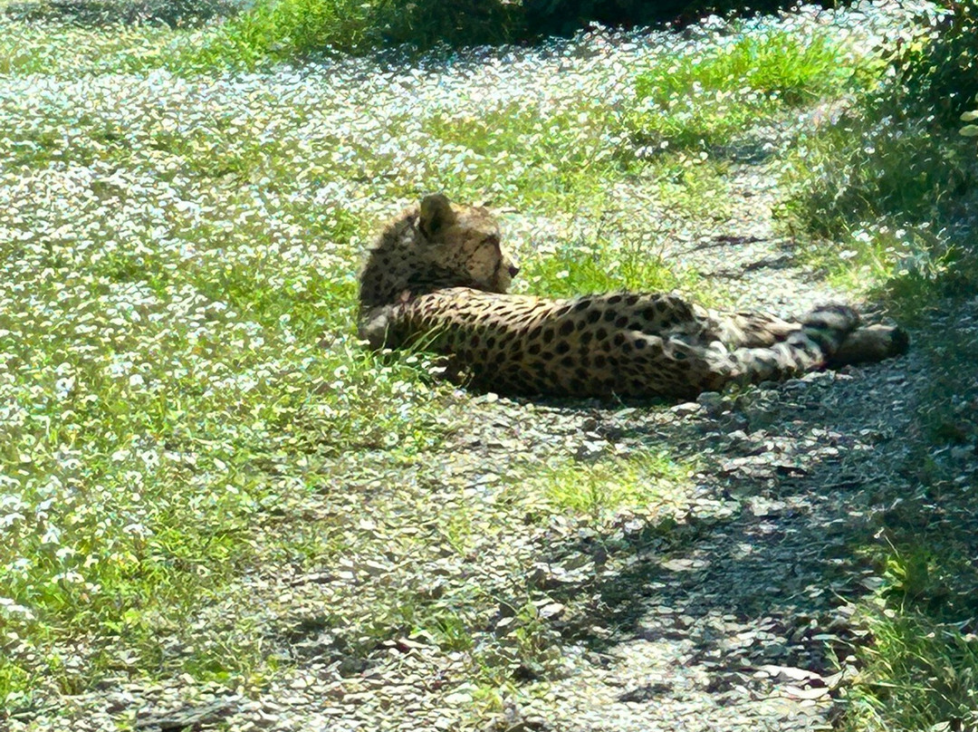 Parco Zoo Falconara-Falconara Marittima必去景点