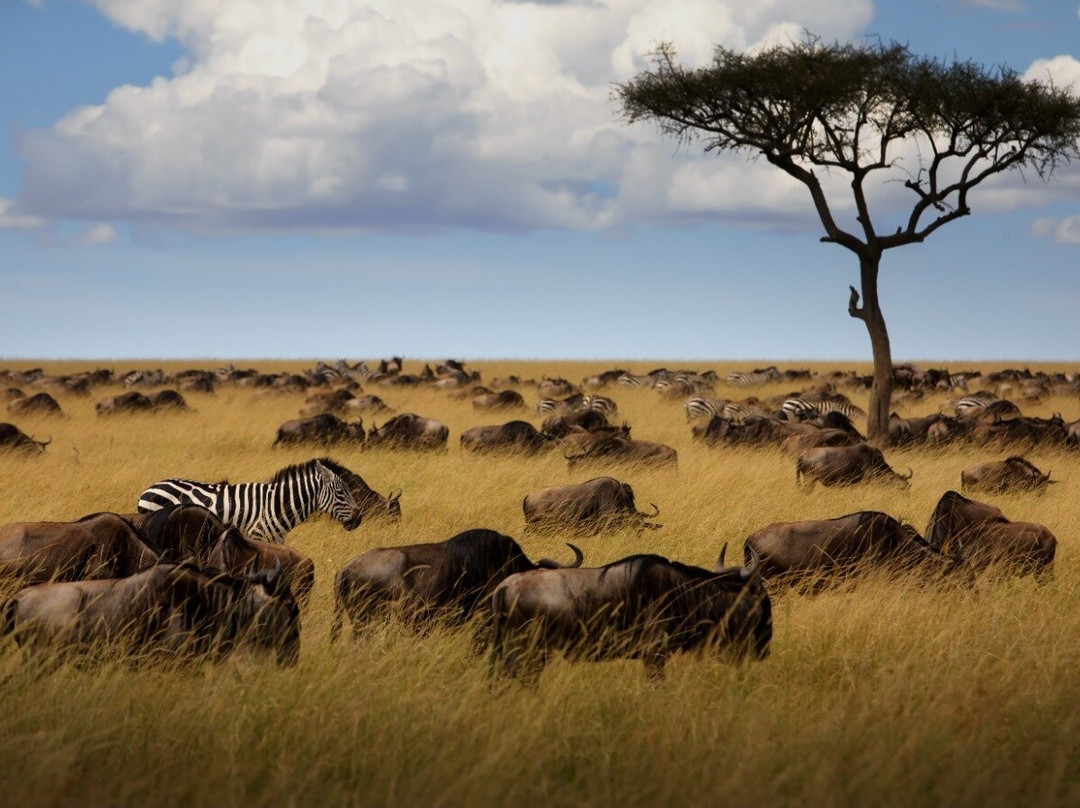 Ngorongoro Crater-恩戈罗恩戈罗保护区必去景点