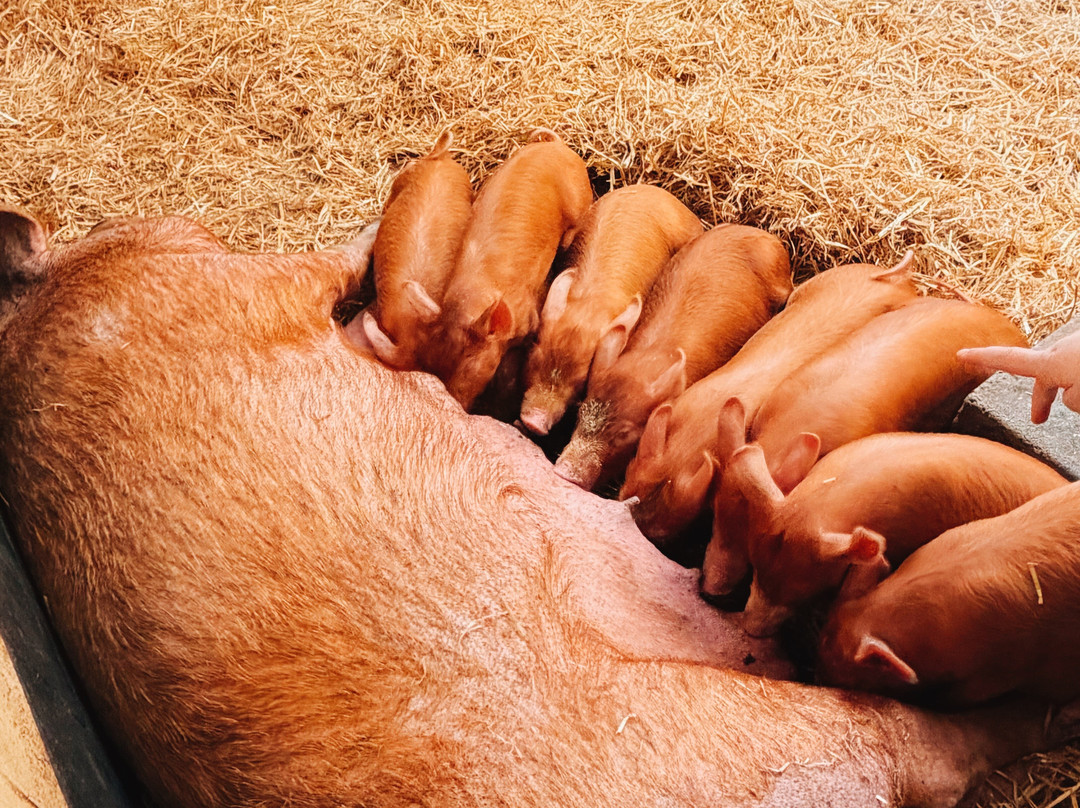 Rare Breeds Centre-Woodchurch必去景点