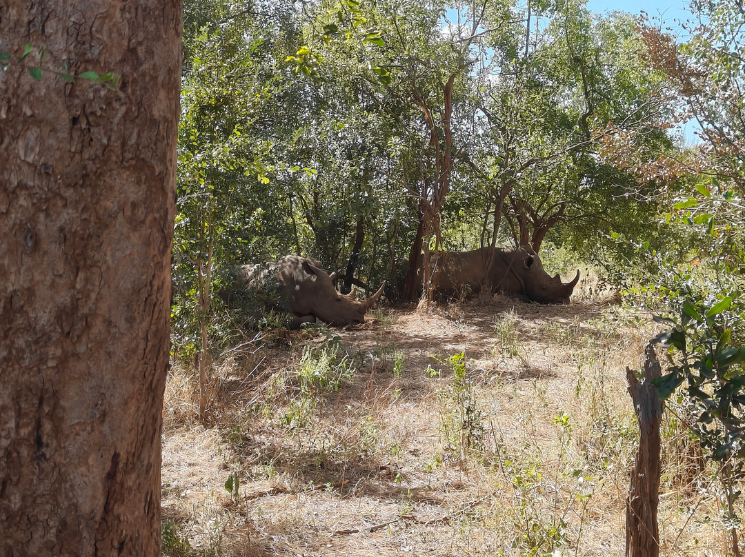 Lwizi Eco Safaris And Adventure Tours-李文斯顿必去景点