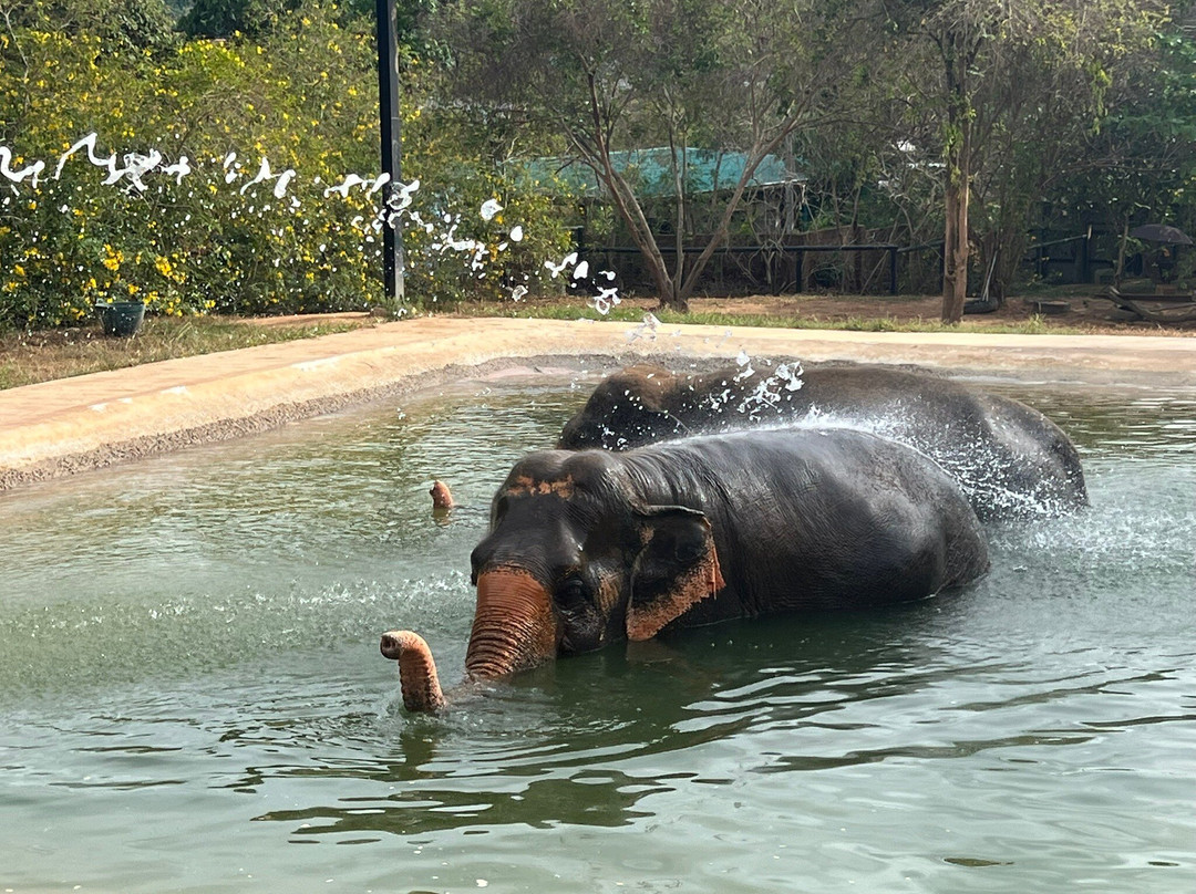 Samui Elephant Sanctuary-波普特必去景点