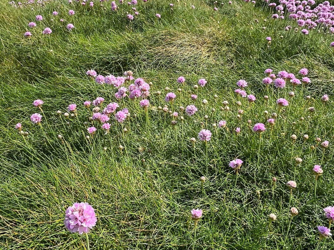 Vedettes des Abers-Landeda必去景点