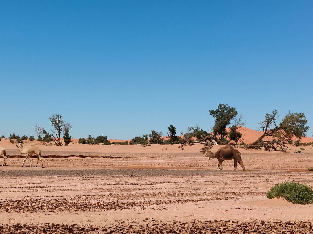 Sahara 4x4 viajes - Day Tours-瓦尔扎扎特必去景点