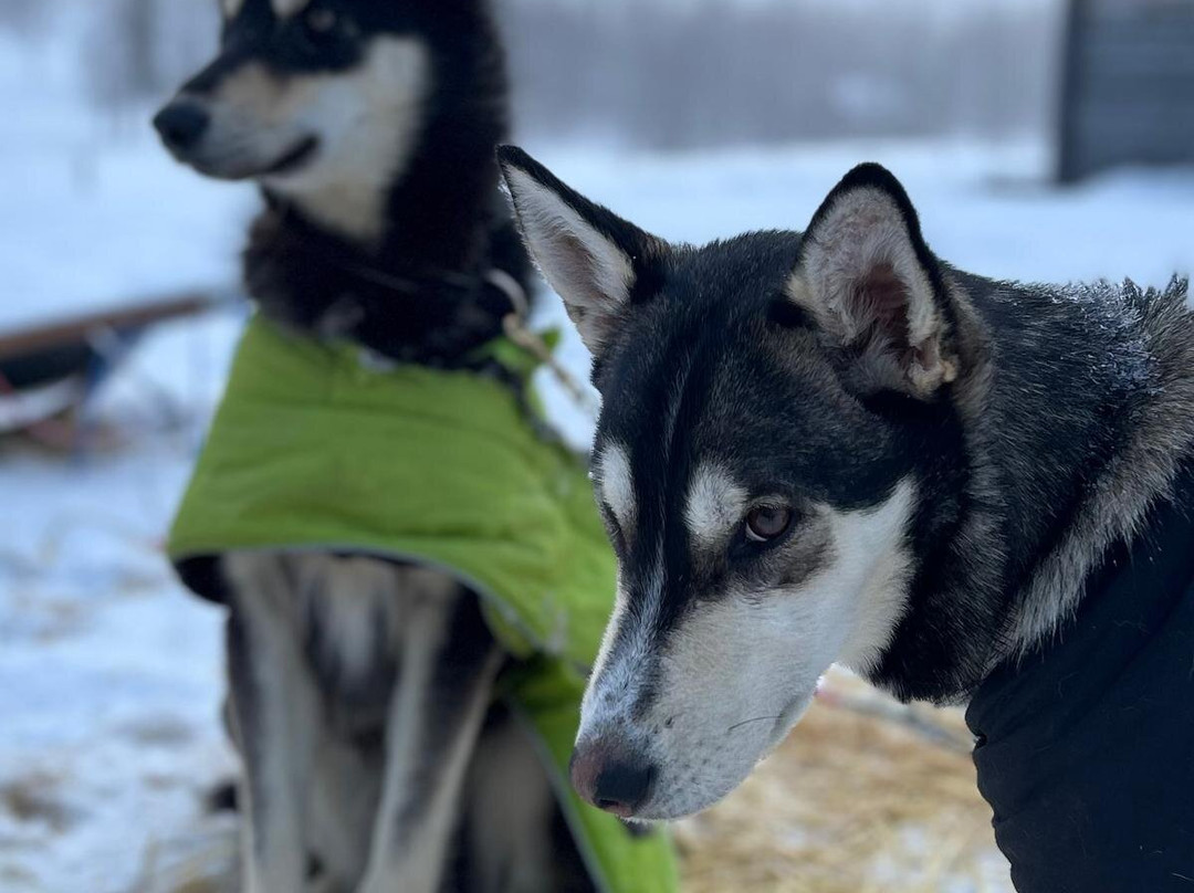 Petter Karlsson Sleddogs-Slussfors必去景点