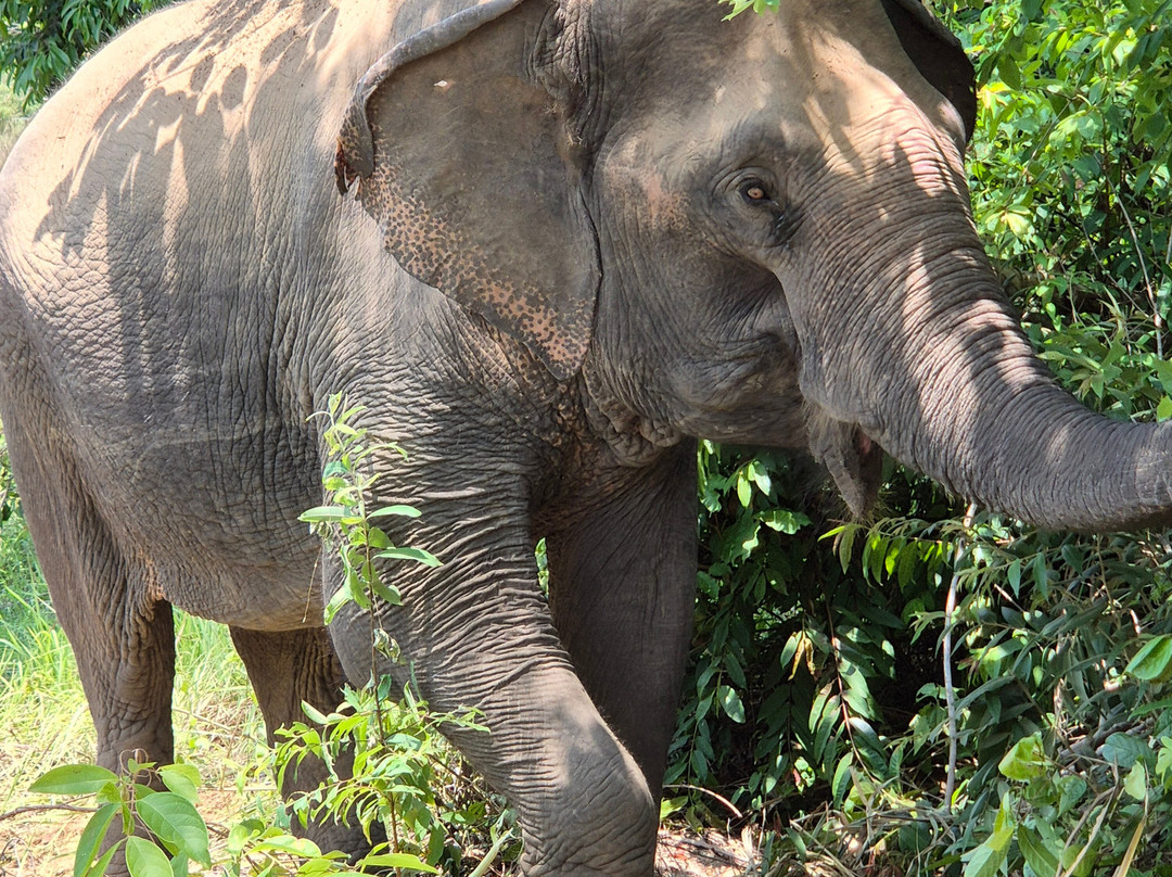 Kulen Elephant Forest-暹粒必去景点