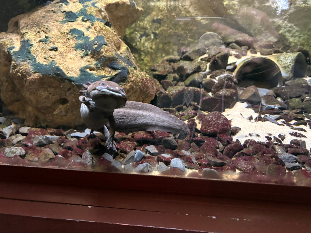Aquarium du Perigord Noir-Le Bugue必去景点
