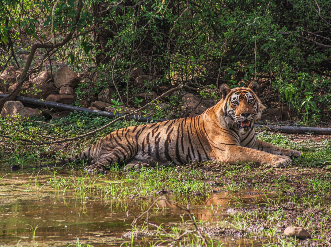 Sariska Tiger Reserve-阿尔瓦必去景点