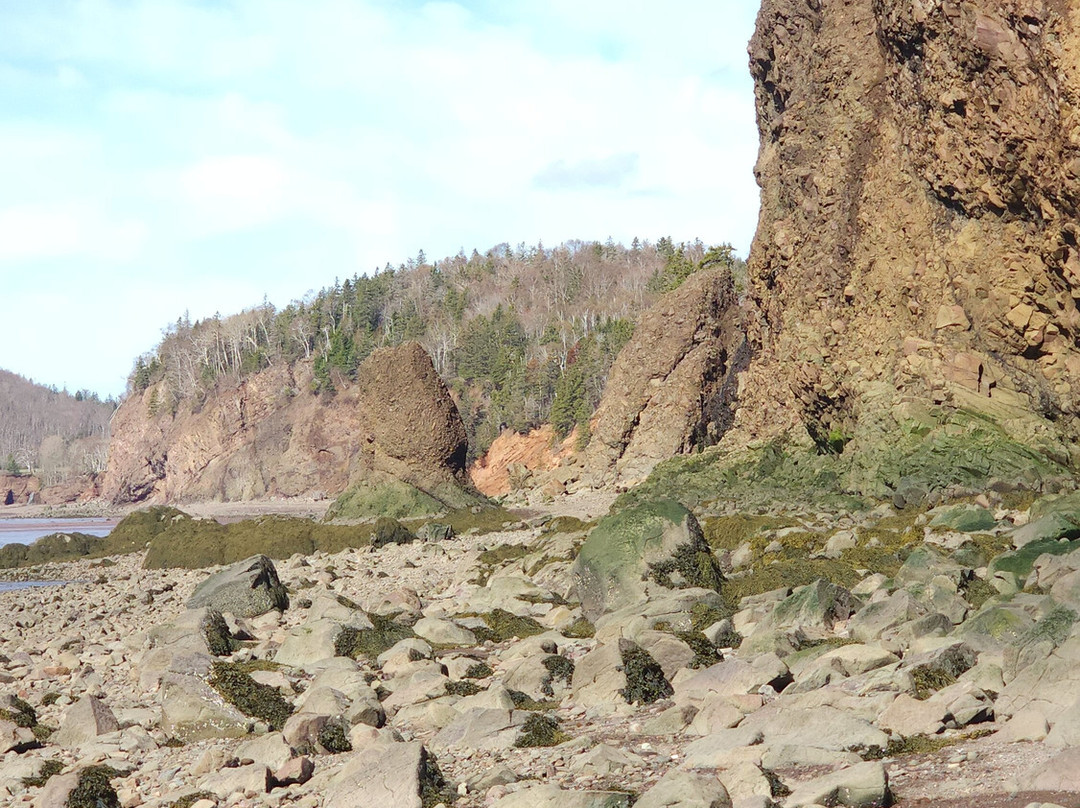 Fundy Treasure Tours-Joggins必去景点