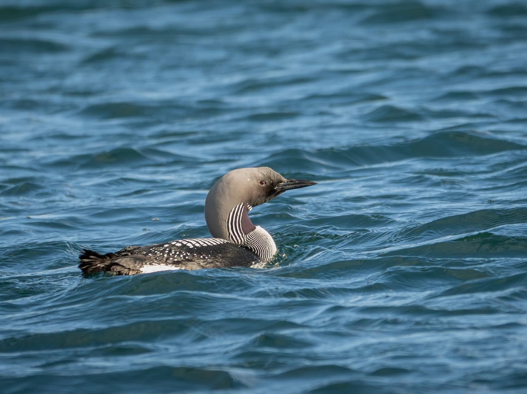 Lady Anne Wildlife Cruises-Grimsay必去景点