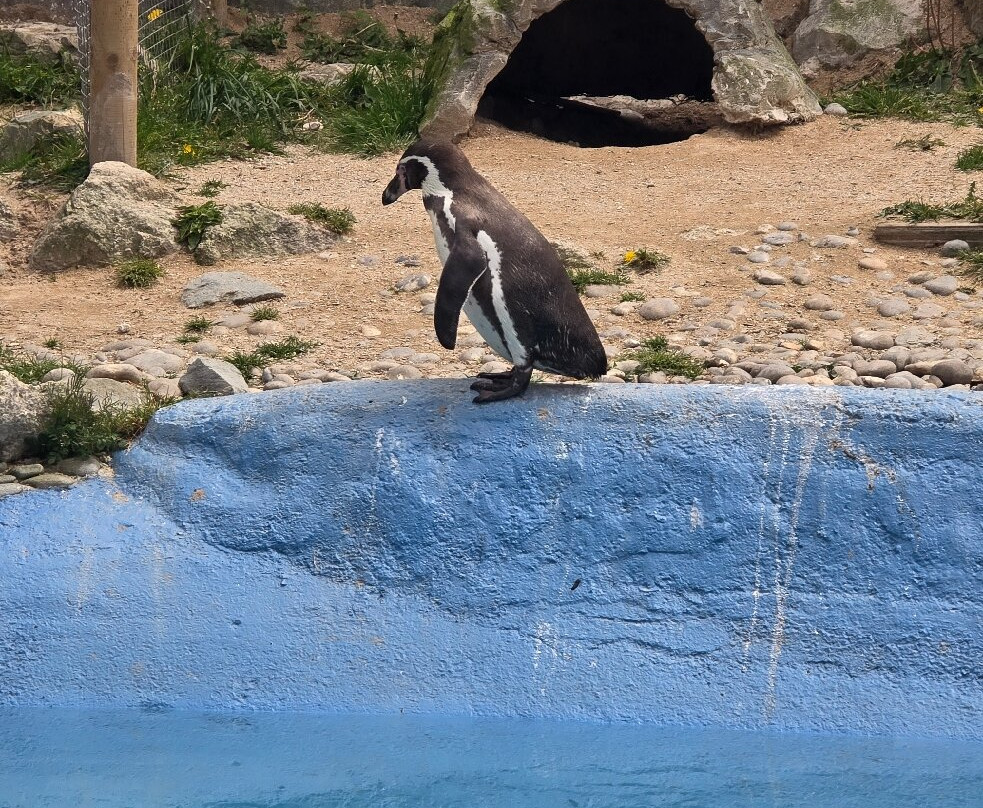 Newquay Zoo-纽奎必去景点