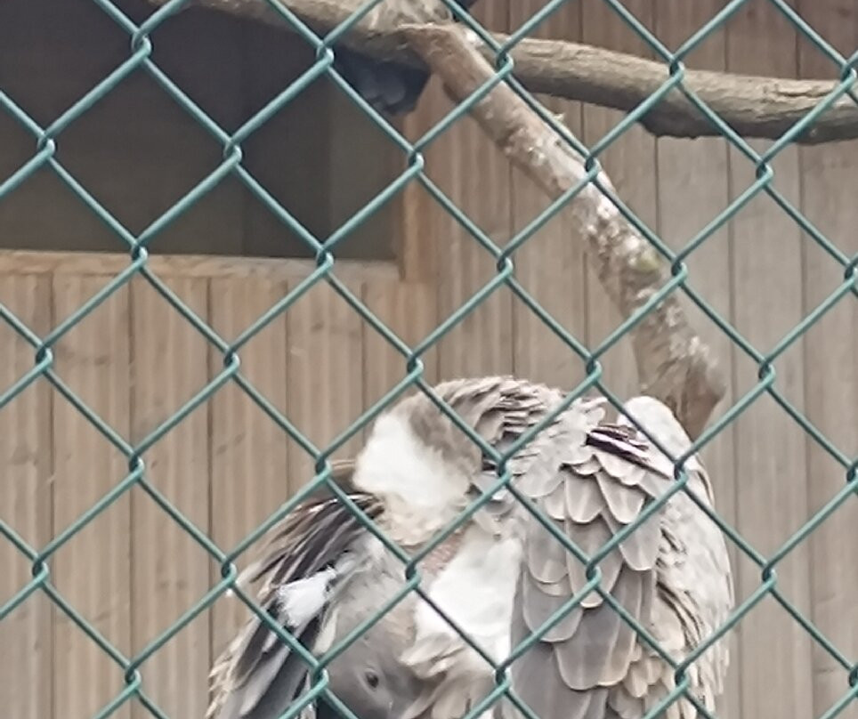 Suffolk Owl Sanctuary-Stonham Aspal必去景点