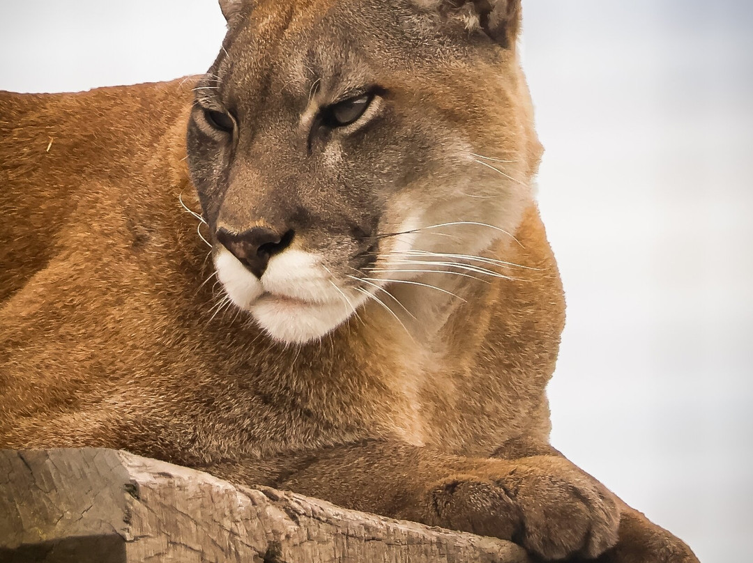 Wolds Wildlife Park-Horncastle必去景点