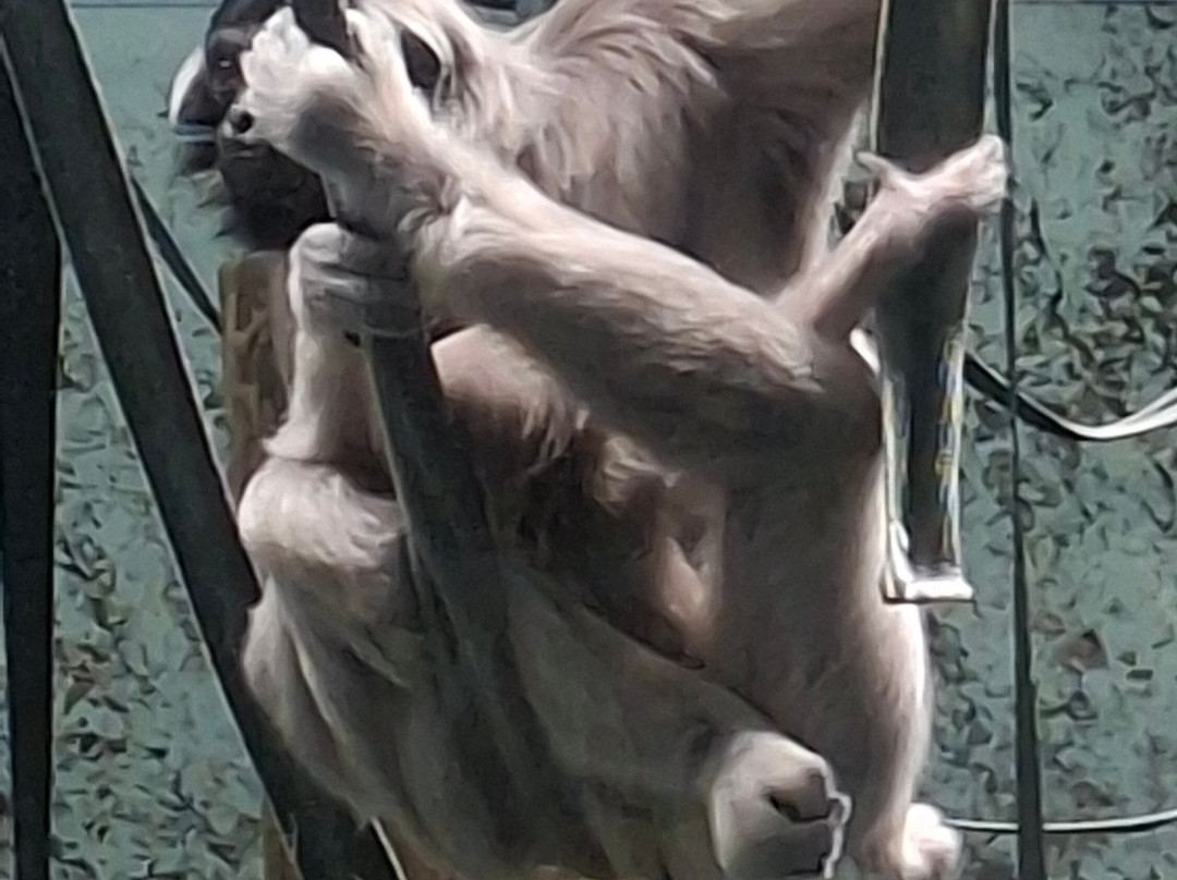 Twycross Zoo-Atherstone必去景点